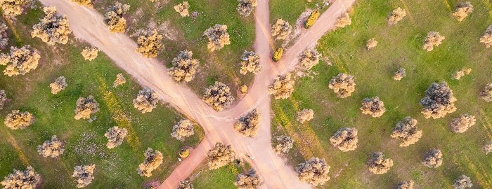 Aerial image of dirt paths among orderly trees.